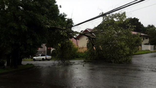 Quedas de árvore prejudicam a rede elétrica e atrapalham trânsito no Bairro Country