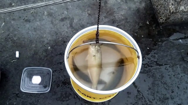 İSTANBUL - Amatör olta balıkçılarından sosyal mesafeli balık avı