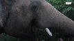 Cher welcomes 'world's loneliest elephant' Kaavan to wildlife sanctuary