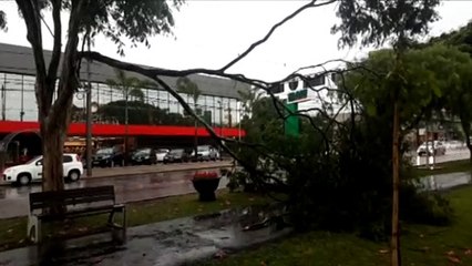 Galho de árvore cai sobre pista de caminhada na Avenida Tancredo Neves