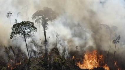 Amazon sees highest levels of deforestation in 12 years