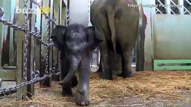 Tokyo Zoo Publicly Debuts First Baby Elephant Ever Born in Zoo’s History!