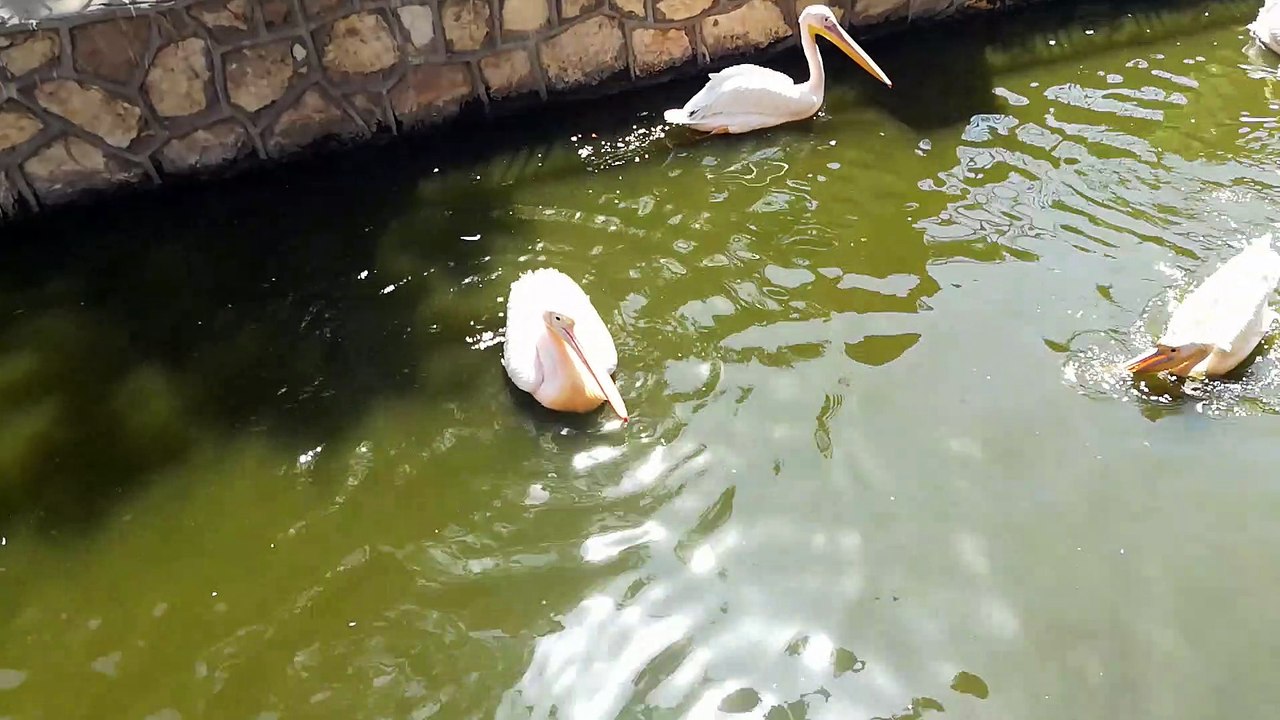 Backed Pelican Group Enjoys Weekend In Giza Lake