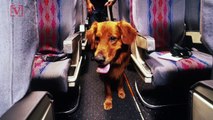 Soon Emotional Support Animals Won’t Be Allowed to Travel With You on Planes