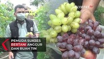 Pemuda di Karawang Sukses dengan Budidaya Bibit Anggur dan Buah Tin