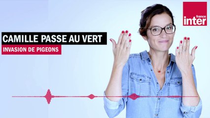 Invasion de pigeons