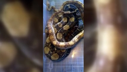 İSTANBUL - Ümraniye'de 15 boa ve piton yılanı ile 1 adet sakallı ejdere el kondu