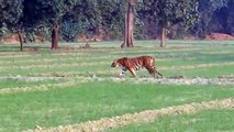 खेतों में घूमता कैमरे में कैद हुआ बाघ, बीस गांवों के बाशिंदों की बाघ ने उड़ाई नींद