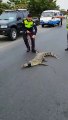 Agentes de la CTE encuentran a cocodrilo en plena carretera y lo entregan al zoo El Pantanal
