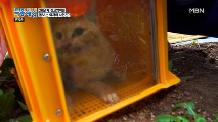 고양이 구조를 위한 포획 틀 설치 대작전!