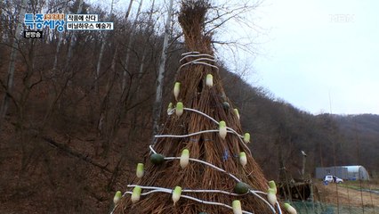 세계 최초 '크리스마스 무 트리'!