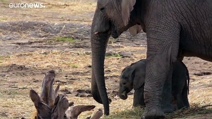 Confrontée à la sécheresse, la Namibie va vendre des éléphants