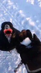 Télécharger la video: Ce corbeau adore jouer avec des boules de neige