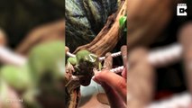 Cette petite grenouille avait très très faim