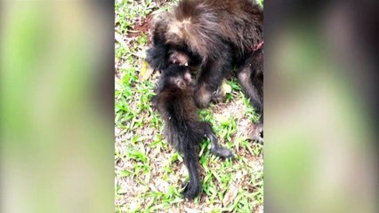 Após atropelamento, filhotinho de macaco fica abraçado à mãe que acabou falecendo no acidente