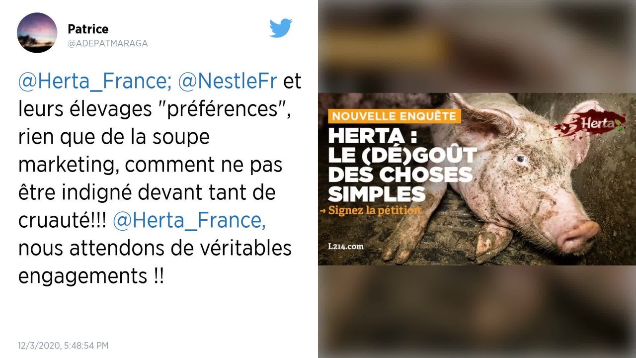 L214 porte plainte contre un élevage de cochons qui fournit Herta