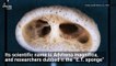 'Alien-Like' Creature Resembling E.T. Found Deep in the Pacific Ocean