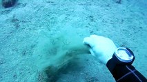 Diver Rescues A Gorgonian