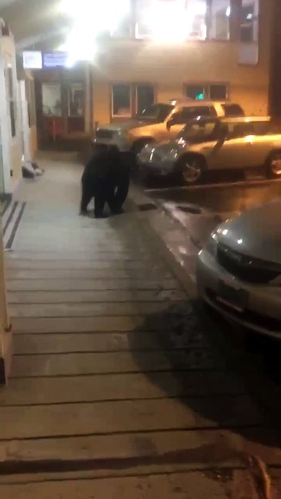 Mama Bear Wanders Through Populated Alleyway