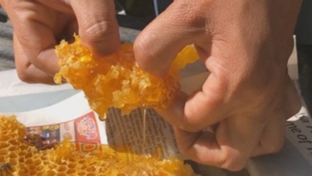 La apicultura se reivindica como sustento económico en pueblos olvidados de México