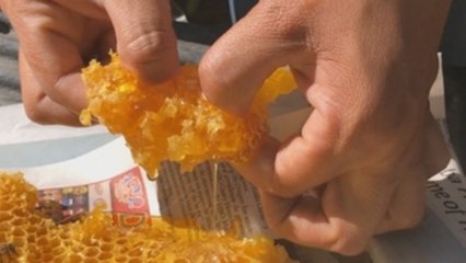 La apicultura se reivindica como sustento económico en pueblos olvidados de México