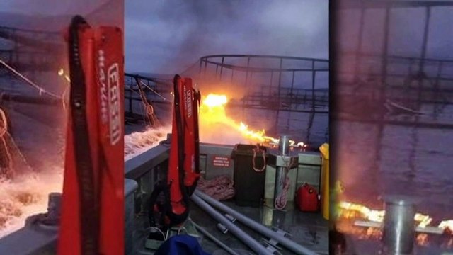 130,000 salmon escape fish farm through a hole in a net
