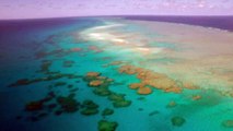 Great Barrier Reef classified as critically endangered