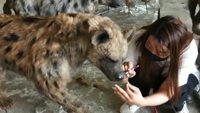 Artists create hyperrealistic animals for museum displays