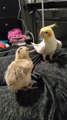 Cockatiel Sings For Newborn Chick To Make Him Feel At Home