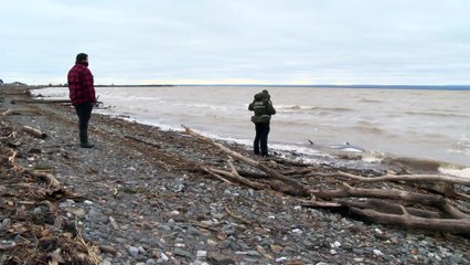 Un dauphin à flanc blanc s'échoue à Carleton-sur-Mer