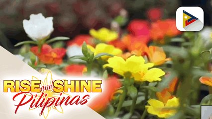 Garden City, ang haven ng mga plantito at plantita sa Guiguinto, Bulacan