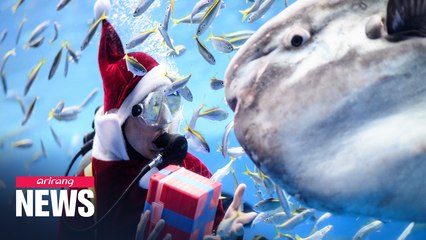 Scuba Santa comes down to Malta National Aquarium to feed well-behaved fish