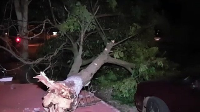 Queda de árvore bloqueia trecho da Rua Paul Ricard, no Interlagos