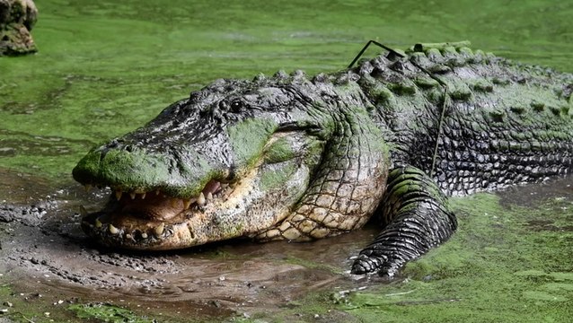 Florida's multimillion-dollar alligator farm industry is struggling to stay afloat