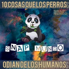 10 CURIOSIDADES QUE LOS perros odian de los humanos