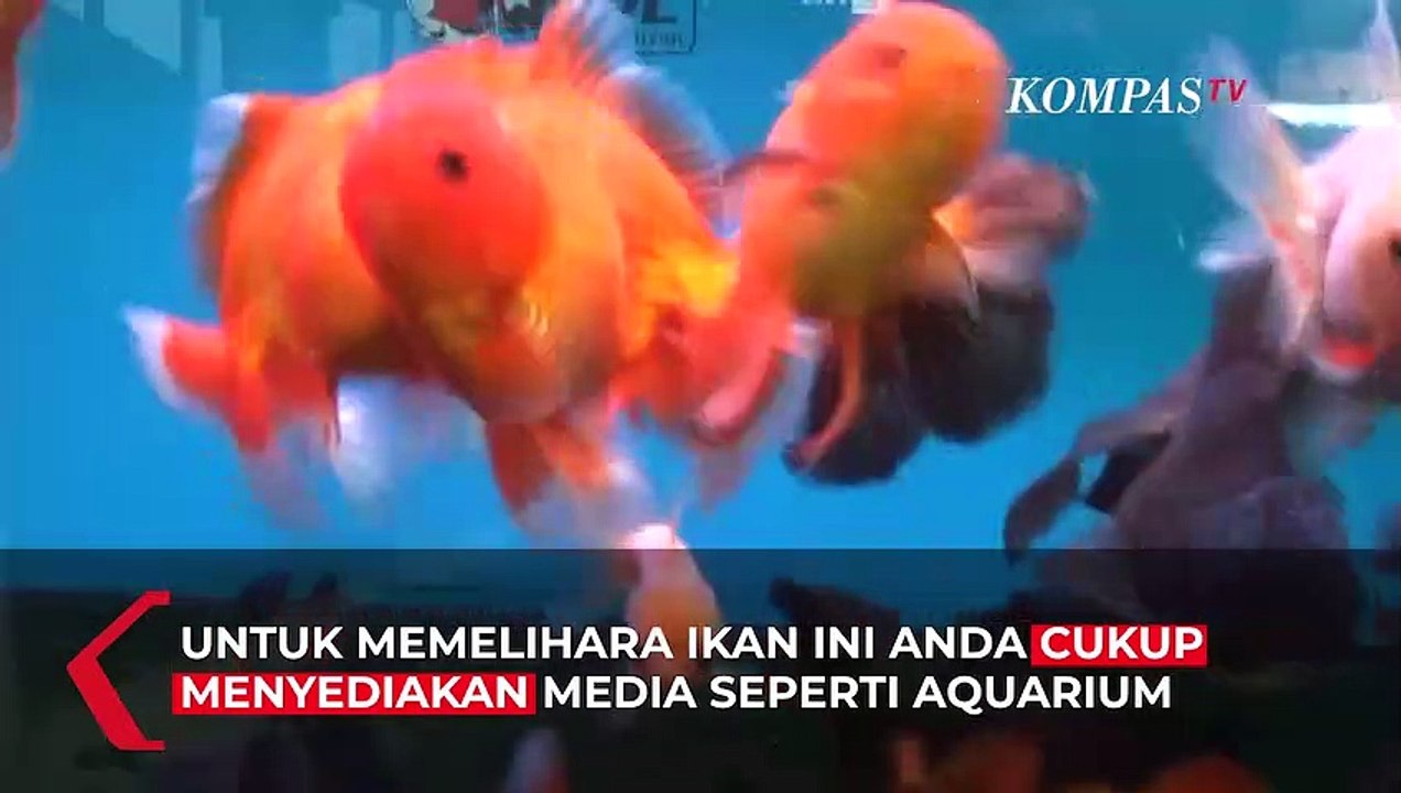 Meraup Cuan dari Memeliharan Ikan Goldfish