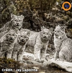 Ce photographe tombe sur une magnifique famille de lynx dans Charlevoix