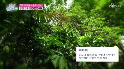 천연 인슐린이라고 불리는 ‘이것’은? #광고포함