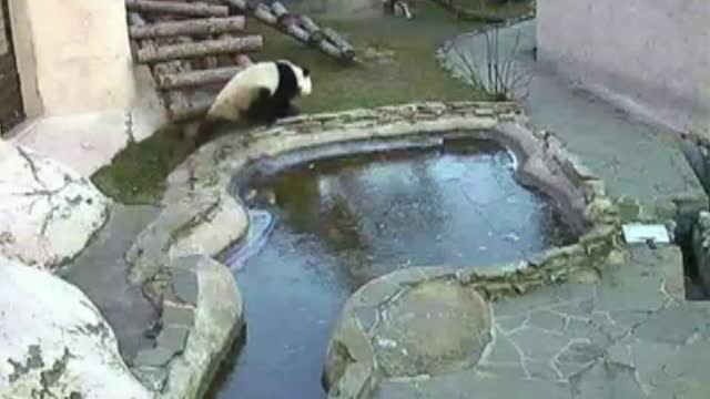 Graciosa reacción de una pareja de osos panda al toparse con un estanque helado