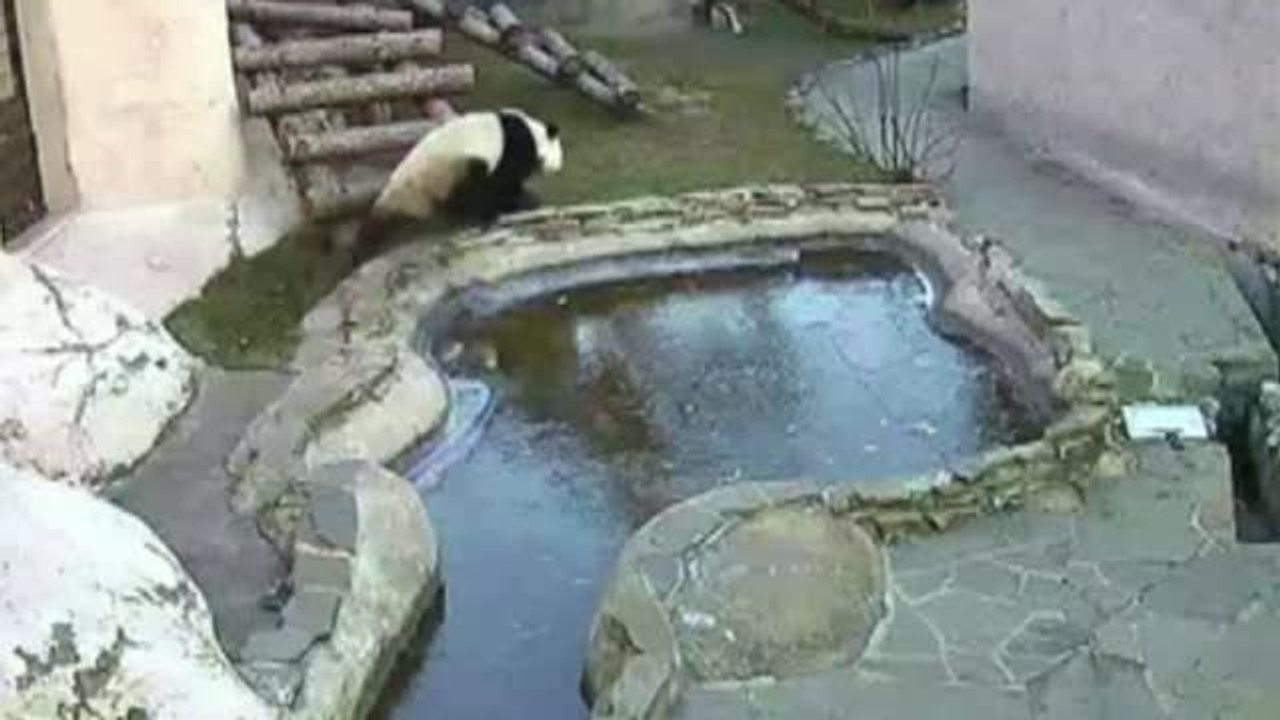 Graciosa reacción de una pareja de osos panda al toparse con un estanque helado