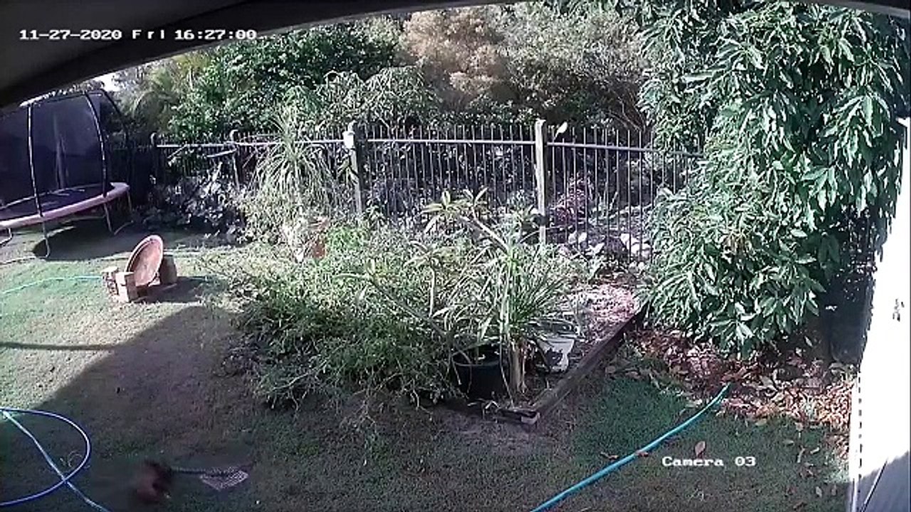 Un chiot se fait attaquer par un python