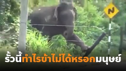 เอ็นดู !! ช้างหนีเที่ยว ประสบการณ์โชกโชน รั้วไฟฟ้าก็เอาไม่อยู่