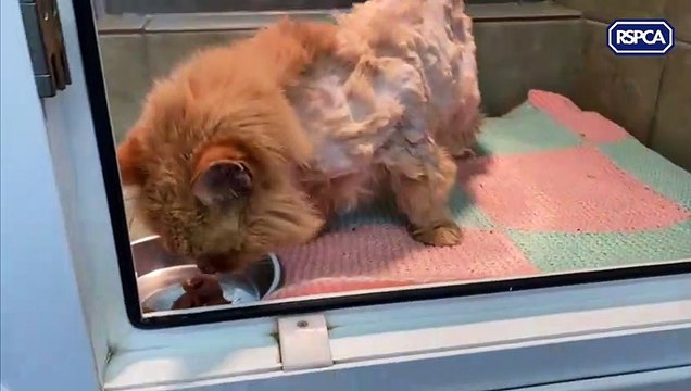 Neglected cat saved from drowning in Doncaster