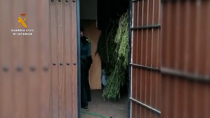 Detenidos dos varones por plantación de marihuana en Cañada Rabadán