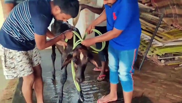 Rescued paralysed bajrangi