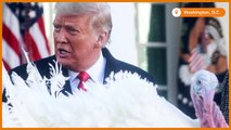 SLIDESHOW - Thanksgiving - Trump pardons the turkeys