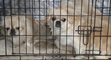 Ankara’da apartmanda ikinci köpek operasyonu: 9 köpek kurtarıldı