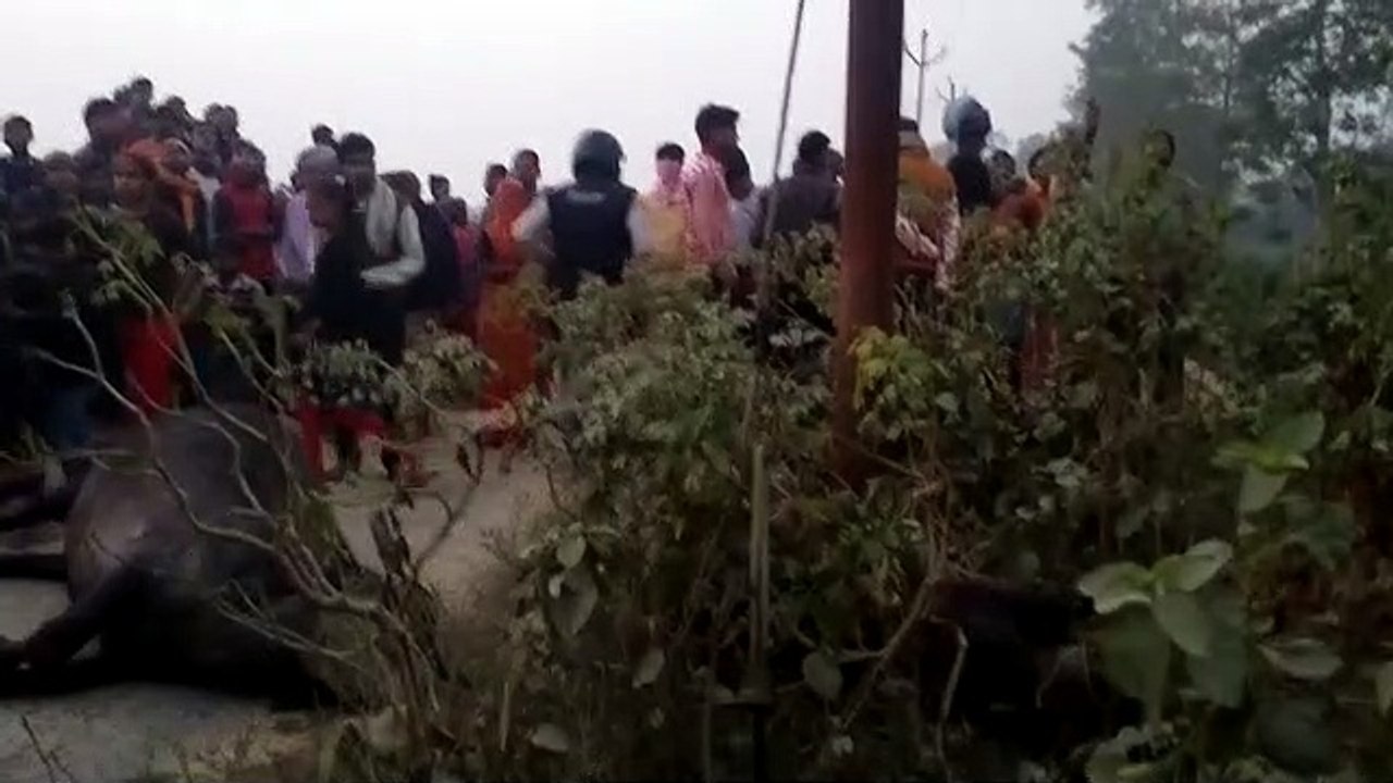 बिजली विभाग की लापरवाही से 2 मवेशियों सहित एक युवक की करंट लगने से दर्दनाक मौत