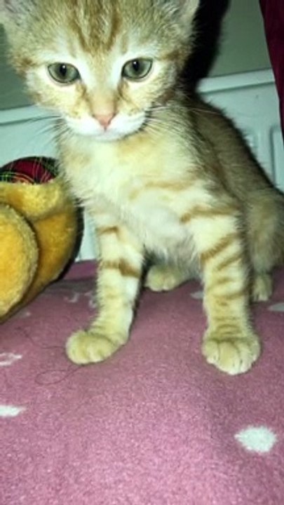 Kuran sesi duyunca ağlayan kedim