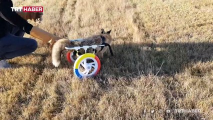 'Hayat tamircisi' bu kez de felçli bir tilkiyi yürüttü